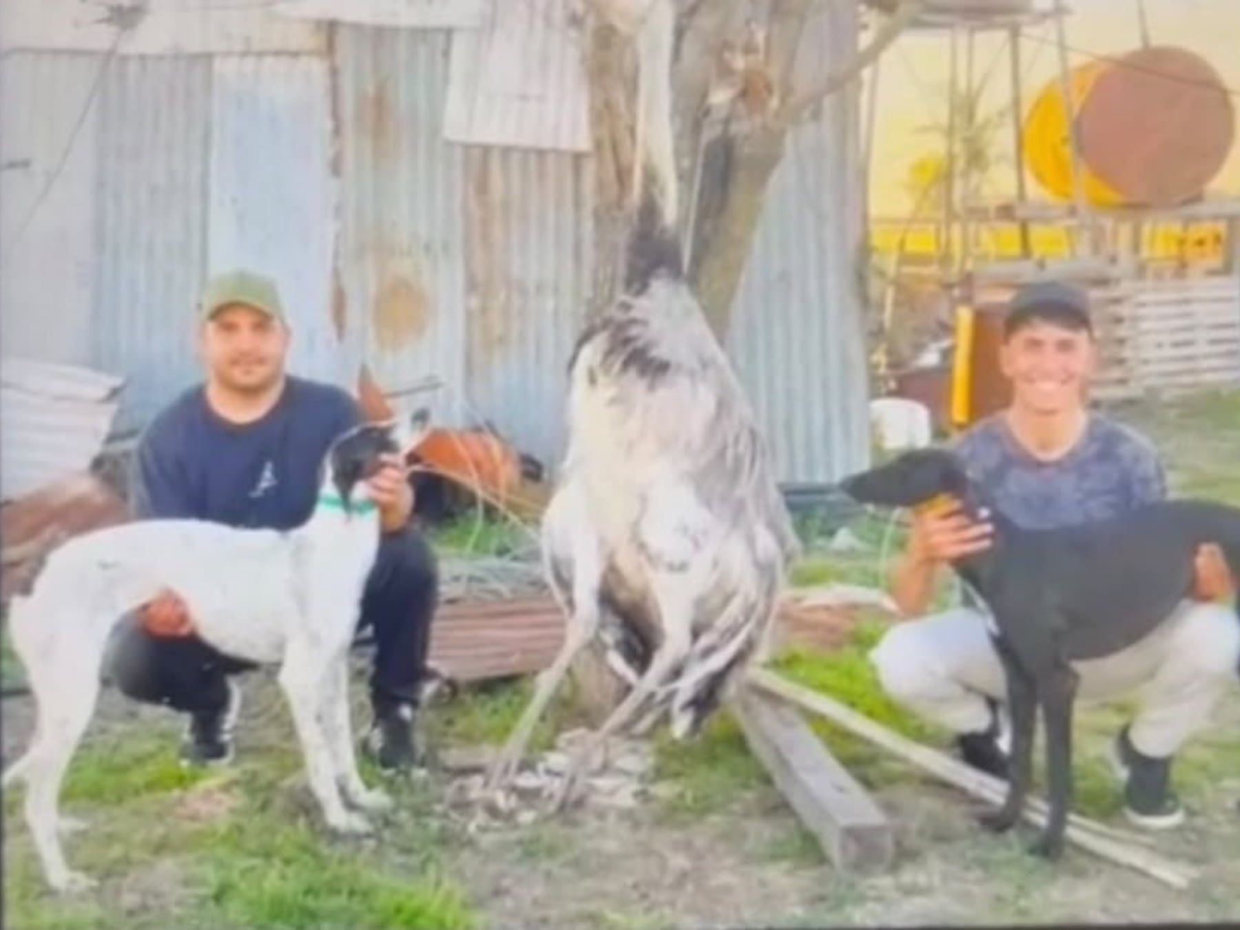 Imputaron a dos hombres por la muerte de un ñandú cazado con galgos en un campo de Pergamino