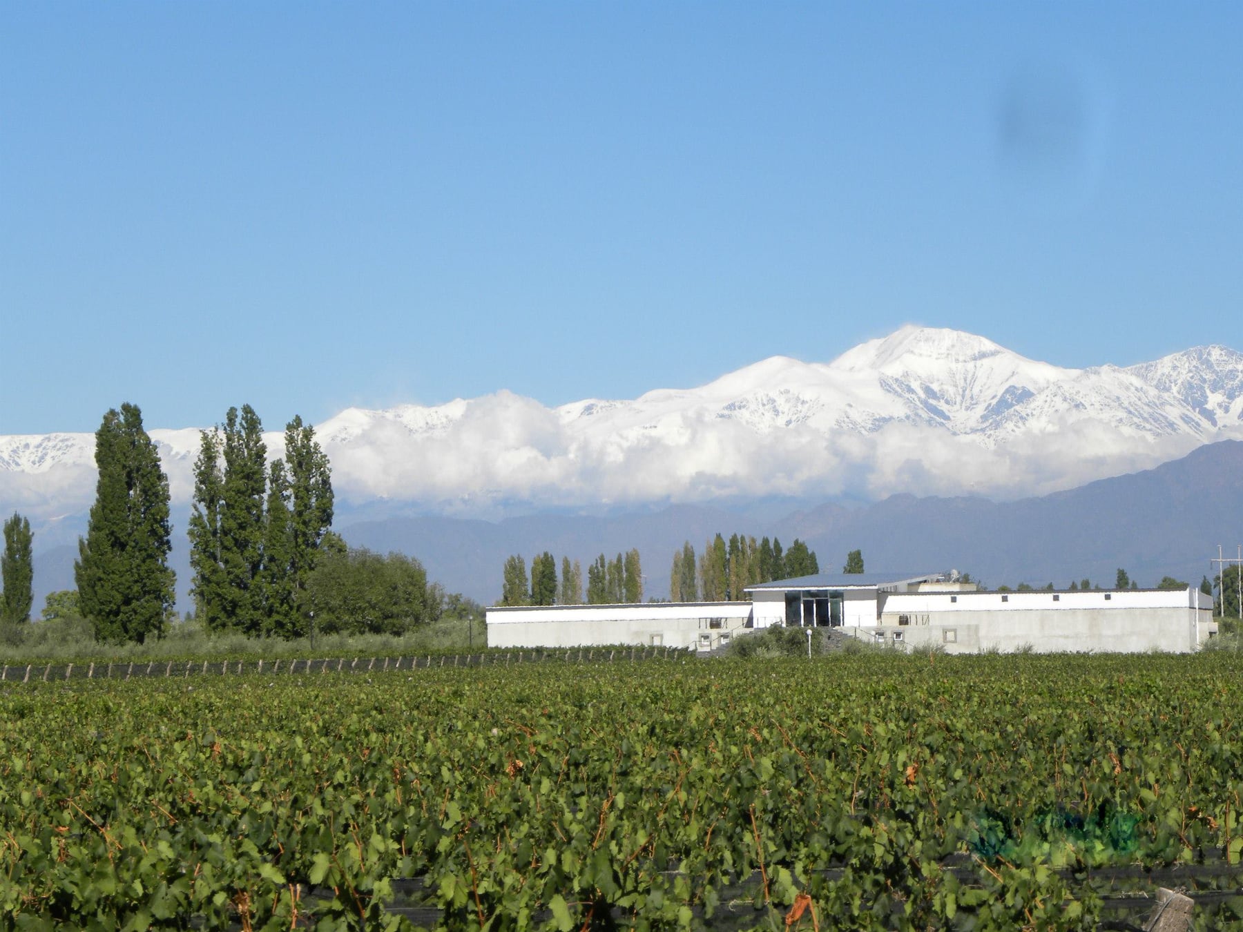 Chacras de Coria, el pueblo mendocino que se reinventó y hoy atrapa al viajero con vino, cocina y fiesta