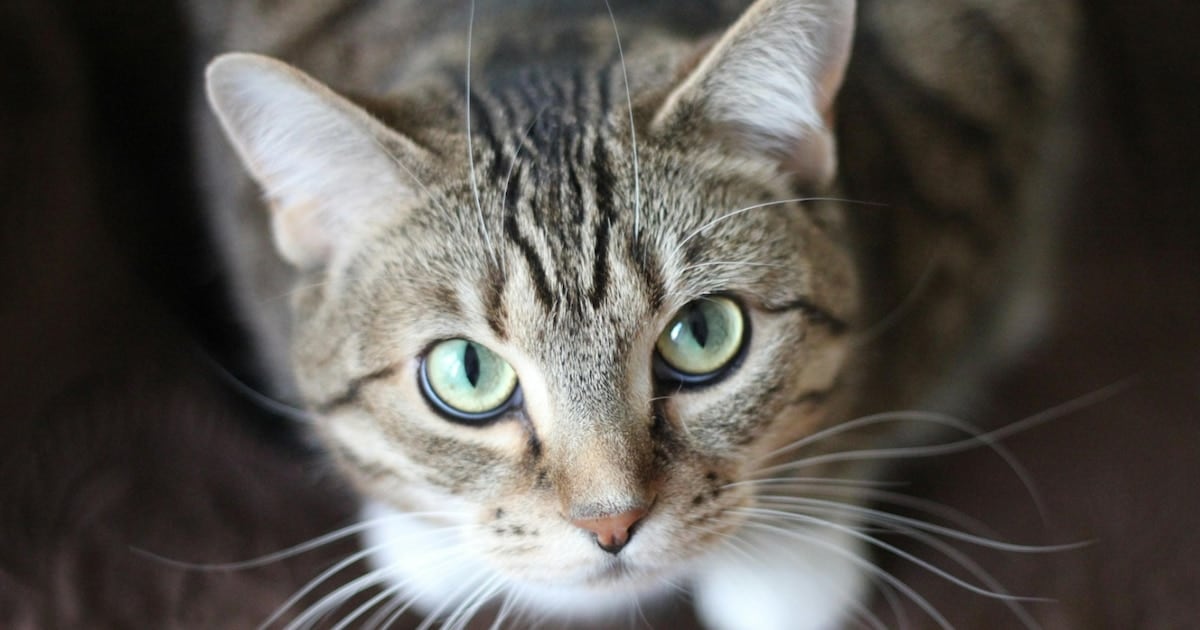 Gatos como espejo: un parásito intestinal frecuente reabre el debate sobre la convivencia con mascotas