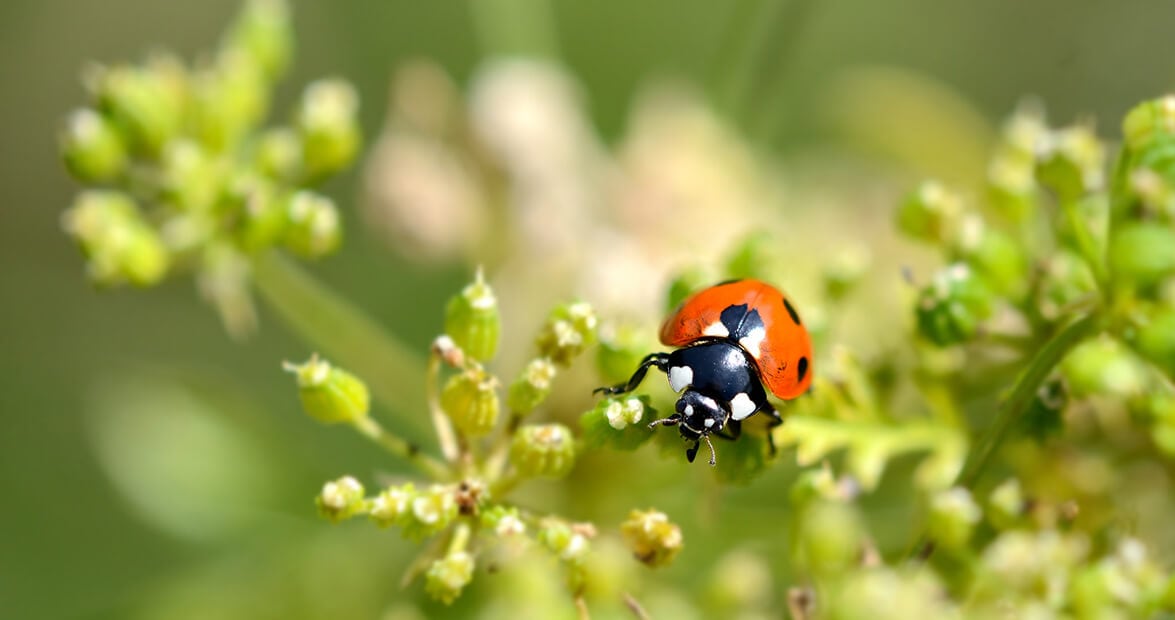Ortiga, ajo y cáscaras: el botiquín verde que el INTA recomienda para defender el jardín sin químicos