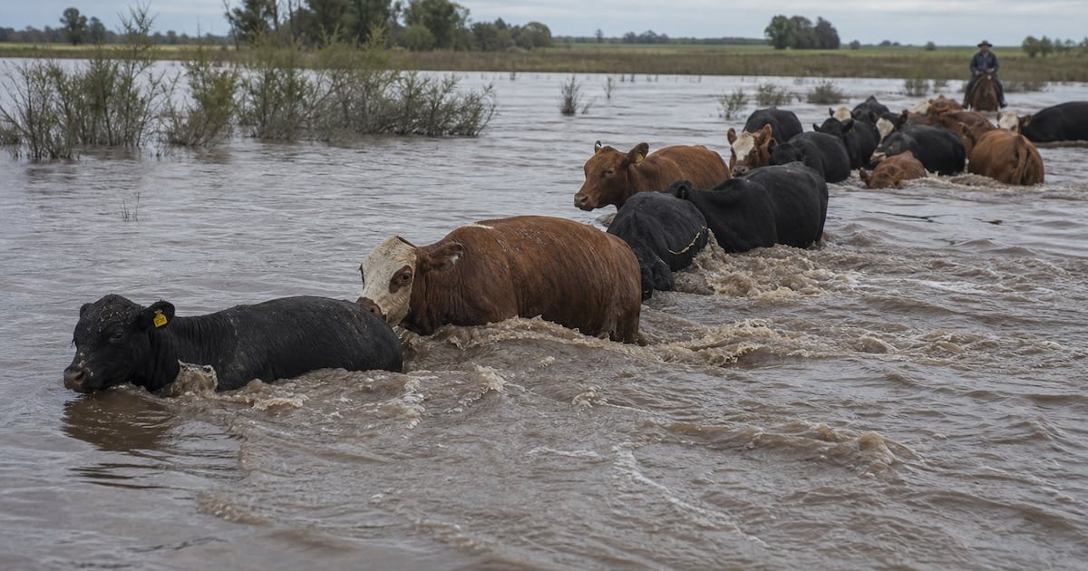 La crecida del Paraná y la menor oferta mundial empujan el precio de la hacienda en Cañuelas