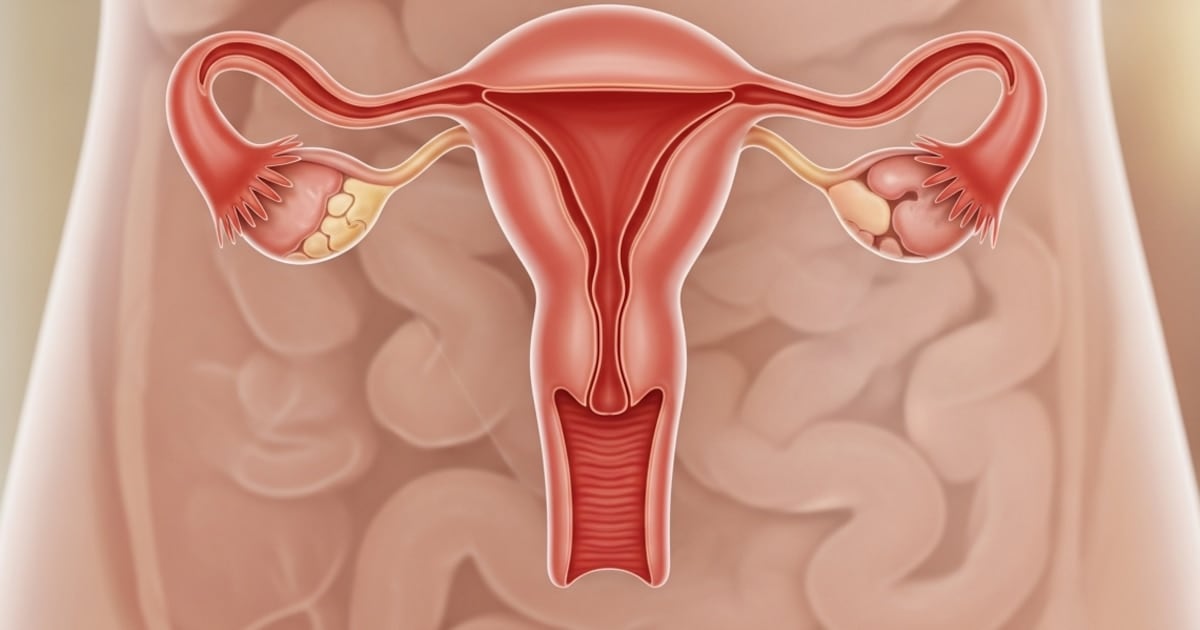 Qué hace el ovario después de la menopausia: un mapa de proteínas que cambia la mirada sobre un órgano al que se daba por terminado