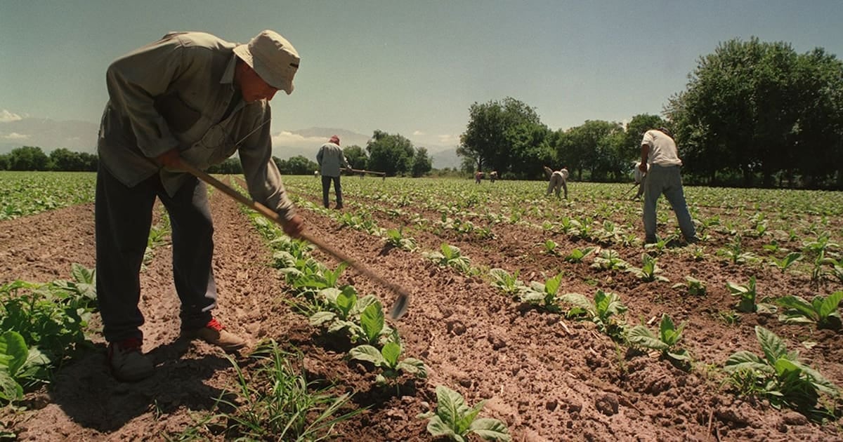 Trabajadores rurales temporarios: extienden por un año el piso de asignaciones equivalente a la AUH